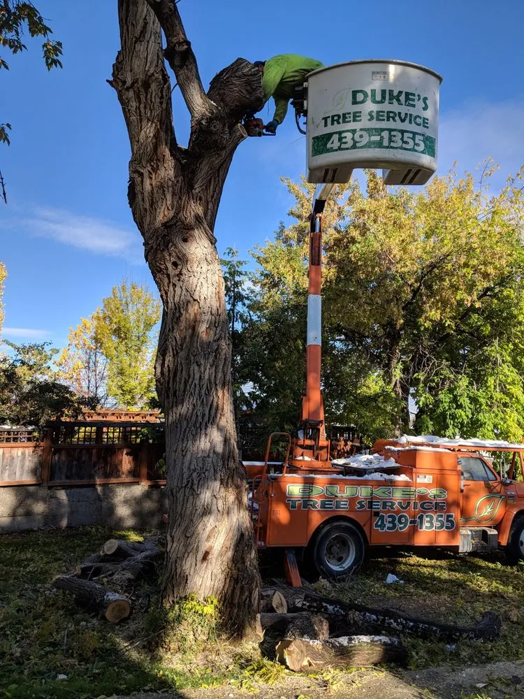 Reliable residential landscaping in East Helena, MT by Duke's Tree Service
