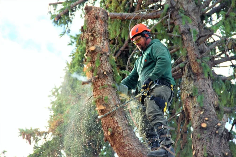 Affordable residential landscaping for residential properties across East Helena, MT - Duke's Tree Service