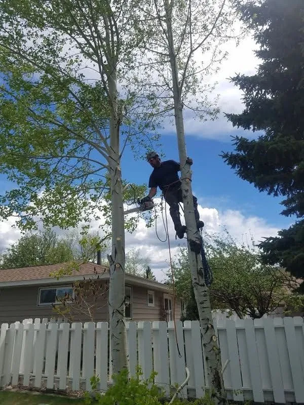 Custom yard cleanup service with custom design in East Helena, MT by Duke's Tree Service