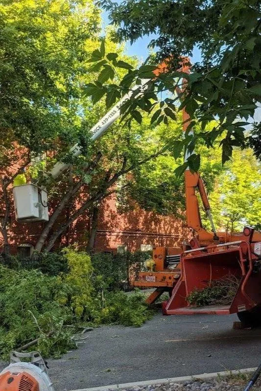 Top-rated residential landscaping experts serving East Helena, MT - Duke's Tree Service