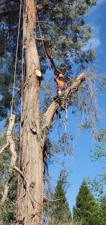 Custom outdoor landscaping experts serving Citrus Heights, CA - Dulai Landscaping And Trees