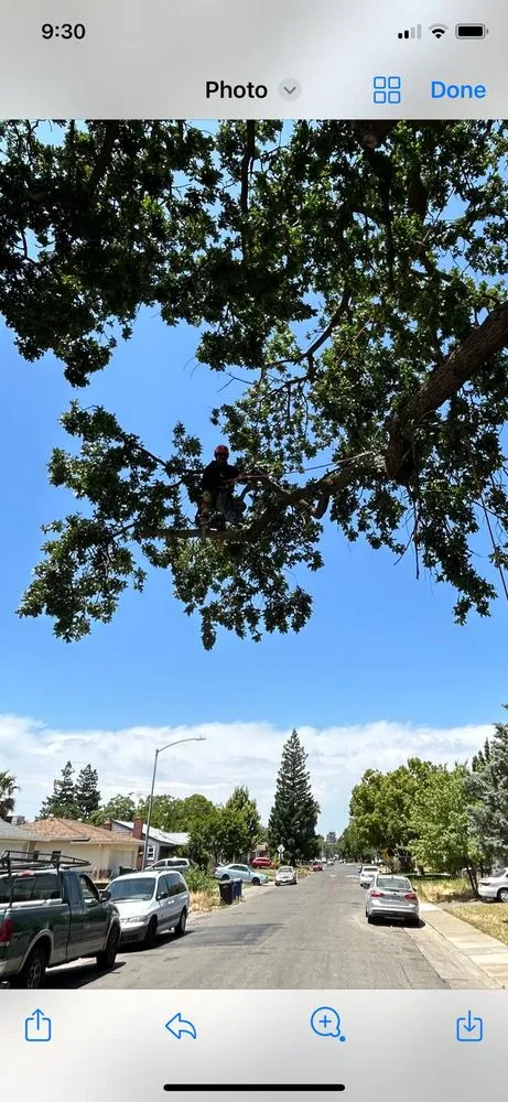 Reliable landscape design in Citrus Heights, CA - Dulai Landscaping And Trees