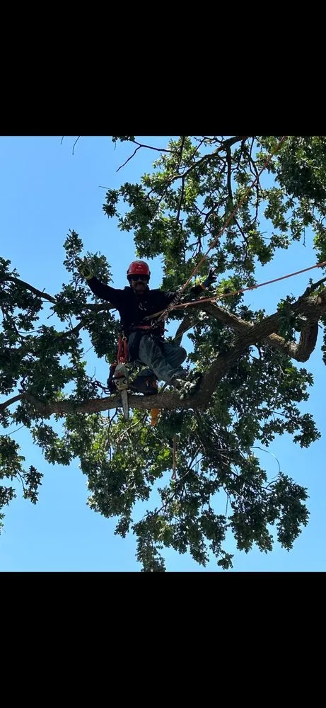 Affordable garden landscaping in Citrus Heights, CA - Dulai Landscaping And Trees