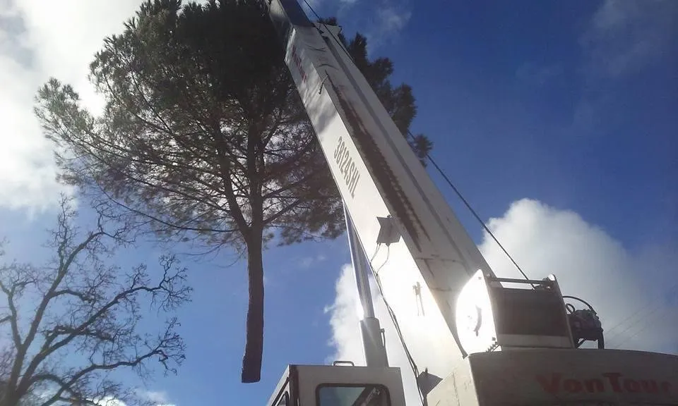 Top-rated garden landscaping in Citrus Heights, CA by Dulai Landscaping And Trees