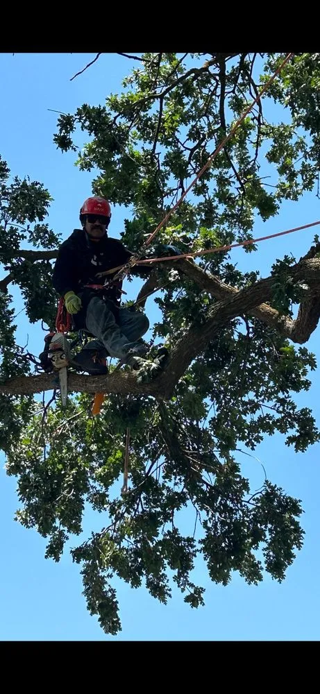 Trusted yard cleanup service in Citrus Heights, CA - Dulai Landscaping And Trees