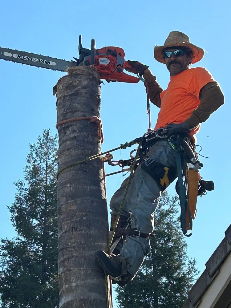 Local yard cleanup service in Citrus Heights, CA - Dulai Landscaping And Trees