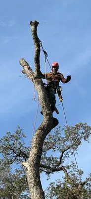 Dulai Landscaping and Trees Logo