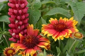 Local lawn care service in Osseo, MN - Dundee Nursery