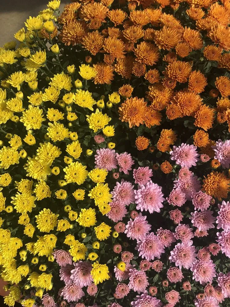 Expert yard maintenance experts serving Osseo, MN - Dundee Nursery