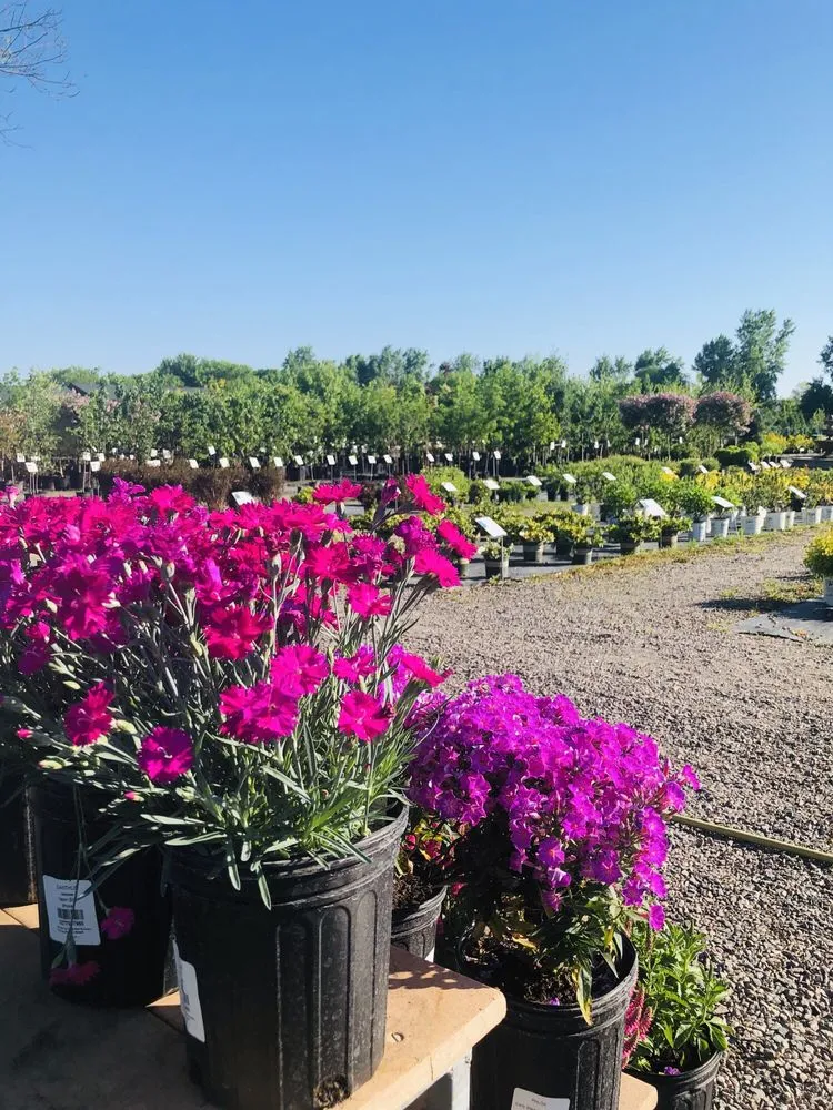 Local landscape installation in Osseo, MN by Dundee Nursery