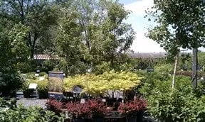 Affordable landscape installation in Osseo, MN by Dundee Nursery