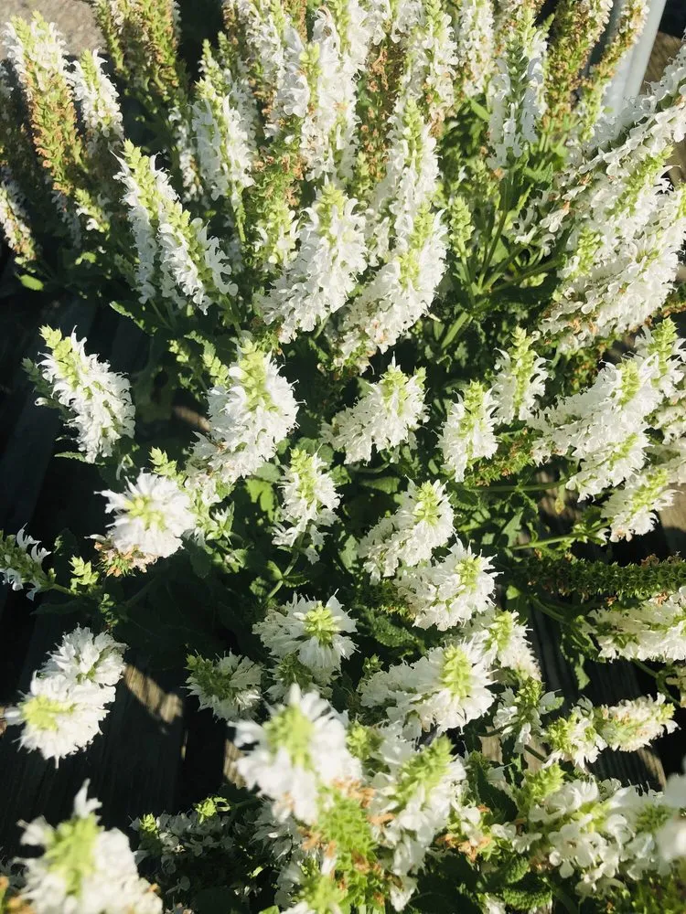 Expert garden landscaping for beautiful yards in Osseo, MN by Dundee Nursery