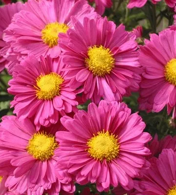 Affordable residential landscaping in Osseo, MN - Dundee Nursery