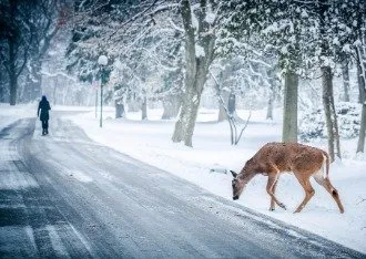 Trusted outdoor landscaping in Spokane, WA - Dundee Snow Removal