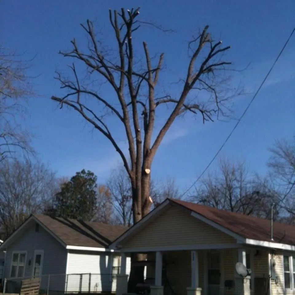 Trusted residential landscaping in Russellville, AR by Dunlap Tree & Land Services