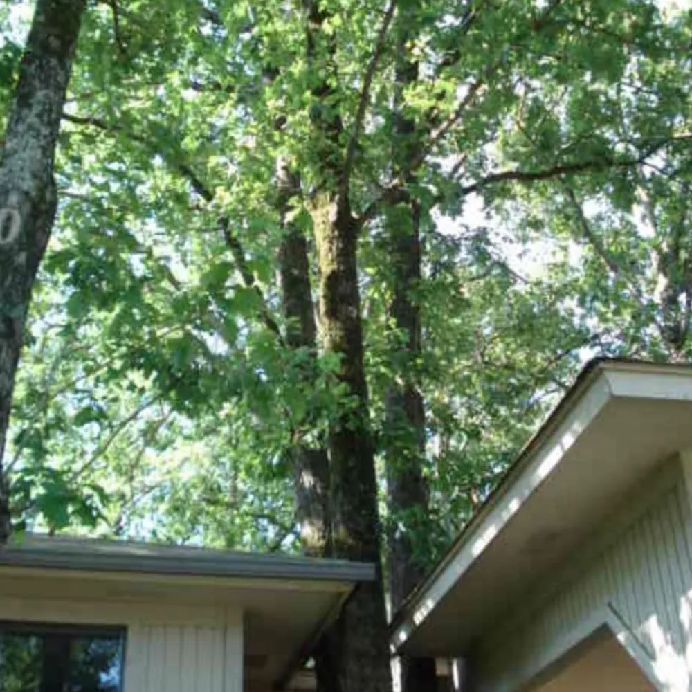 Top-rated garden landscaping for homes in Russellville, AR by Dunlap Tree & Land Services