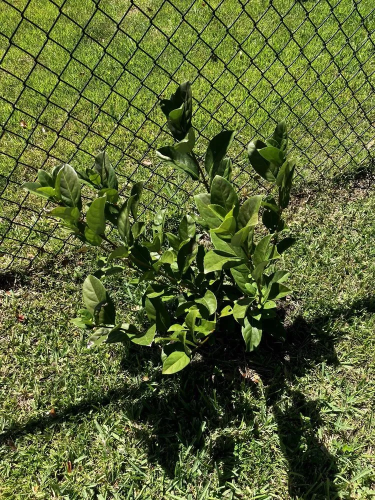 Trusted yard maintenance in St Augustine, FL by Dunn Deal Investments