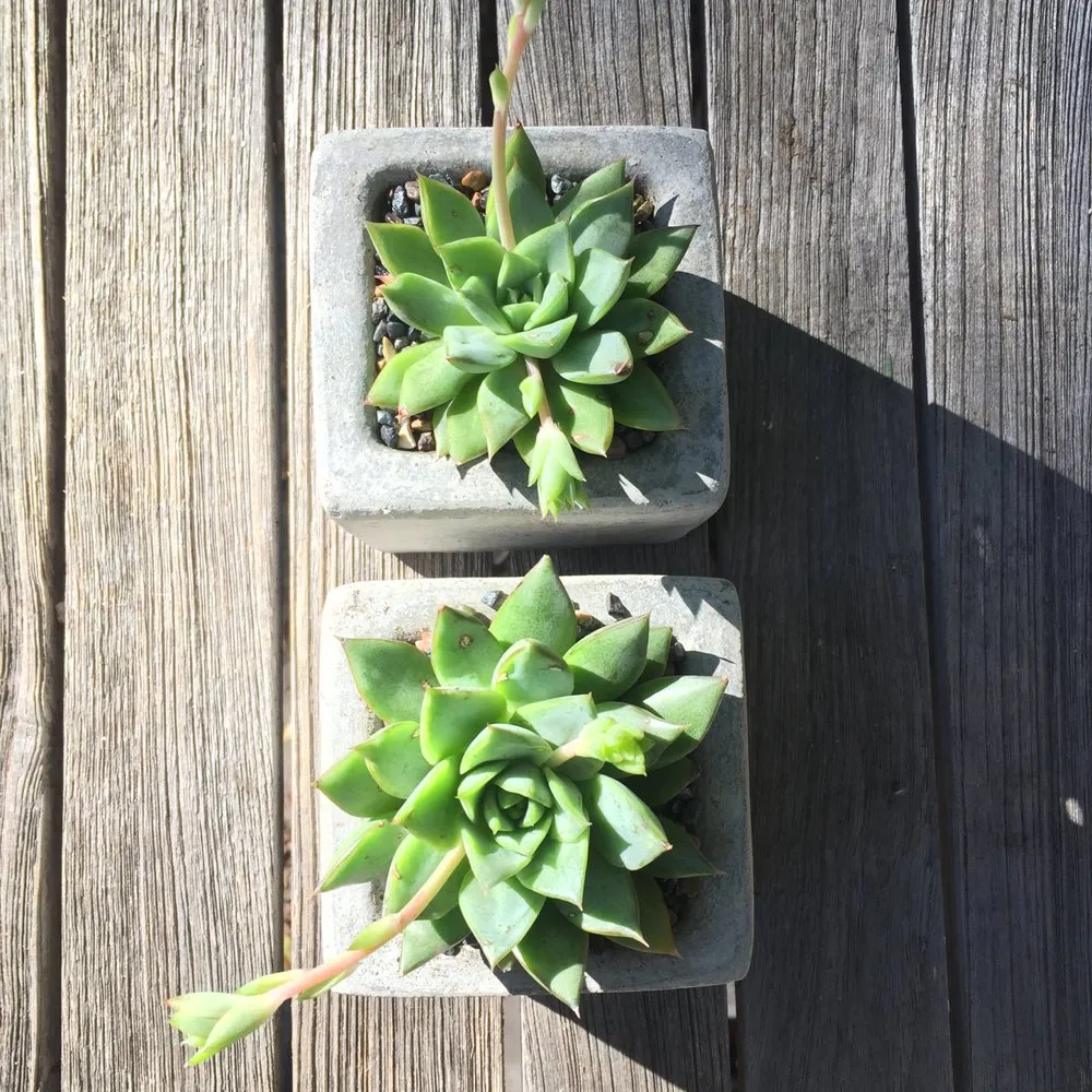 Local landscape installation in San Luis Obispo, CA by Dunn Gardens