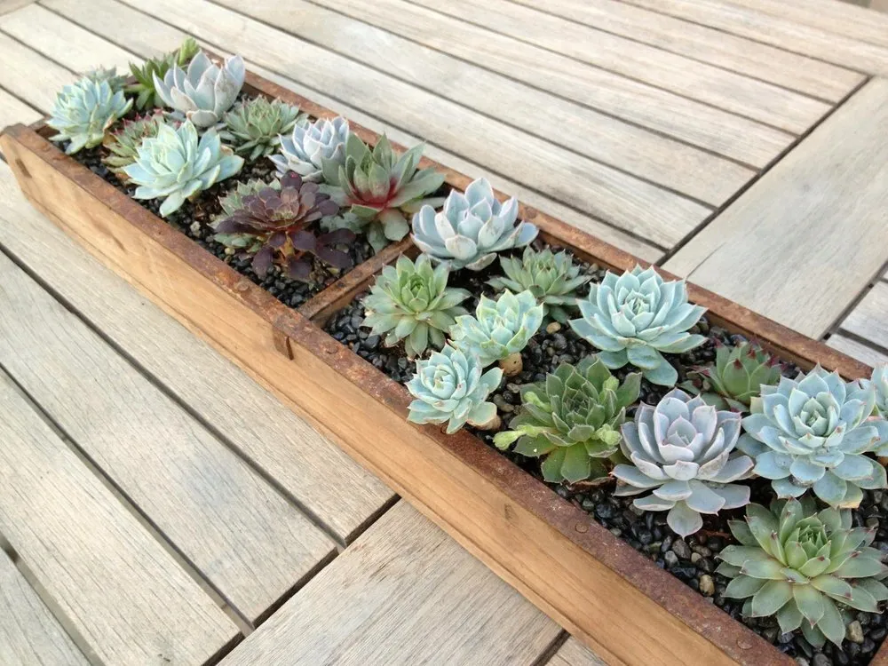 Professional lawn care service in San Luis Obispo, CA by Dunn Gardens