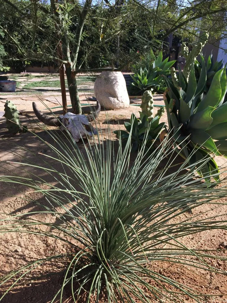 Top-rated outdoor landscaping for beautiful yards in San Luis Obispo, CA by Dunn Gardens