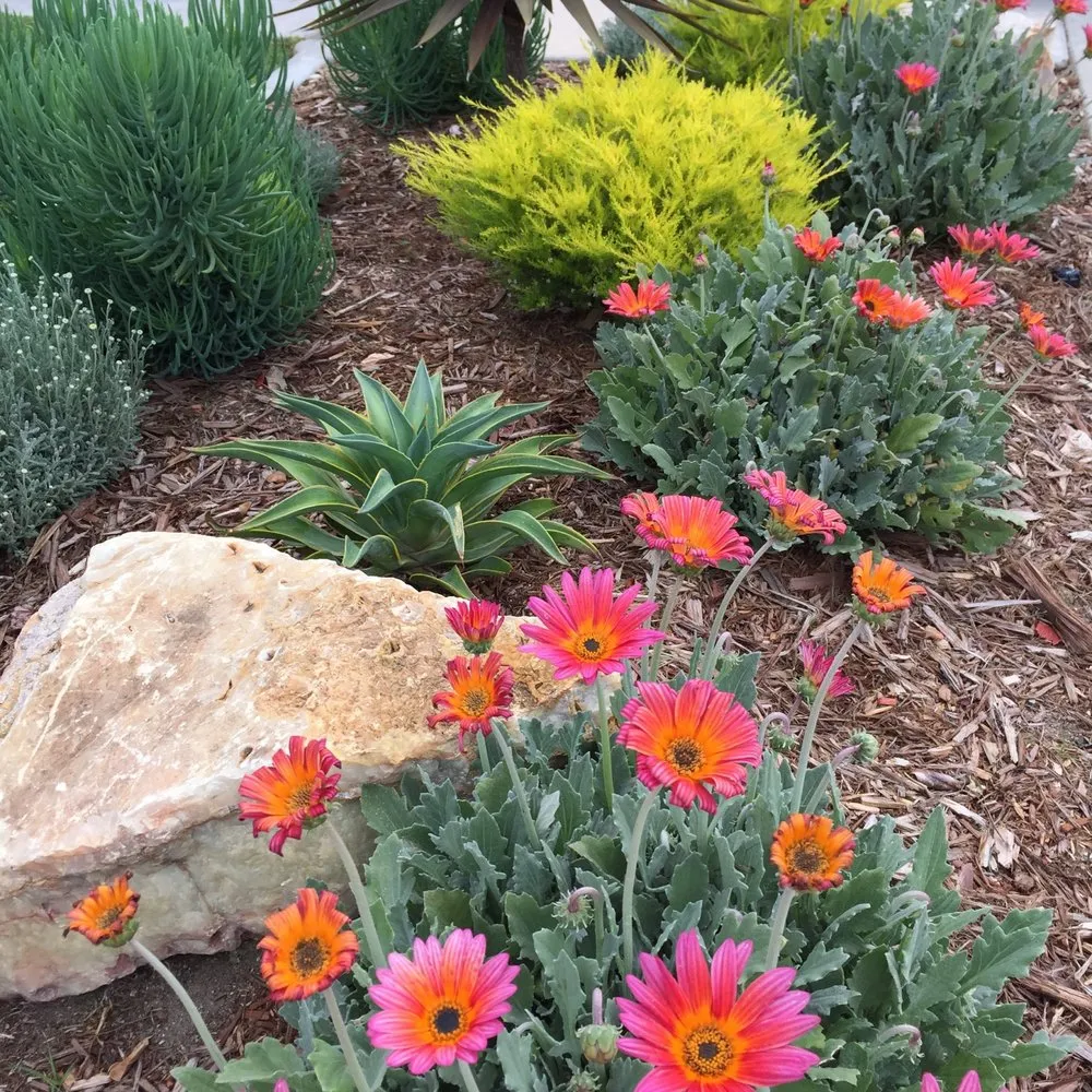 Reliable landscape installation in San Luis Obispo, CA - Dunn Gardens