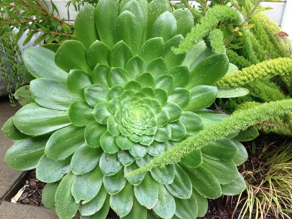 Affordable landscape installation experts serving San Luis Obispo, CA - Dunn Gardens