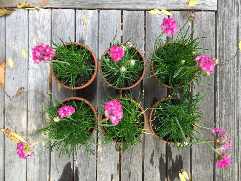 Affordable yard maintenance for outdoor upgrades in San Luis Obispo, CA by Dunn Gardens