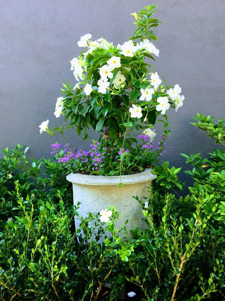 Professional garden landscaping for homes in San Luis Obispo, CA by Dunn Gardens