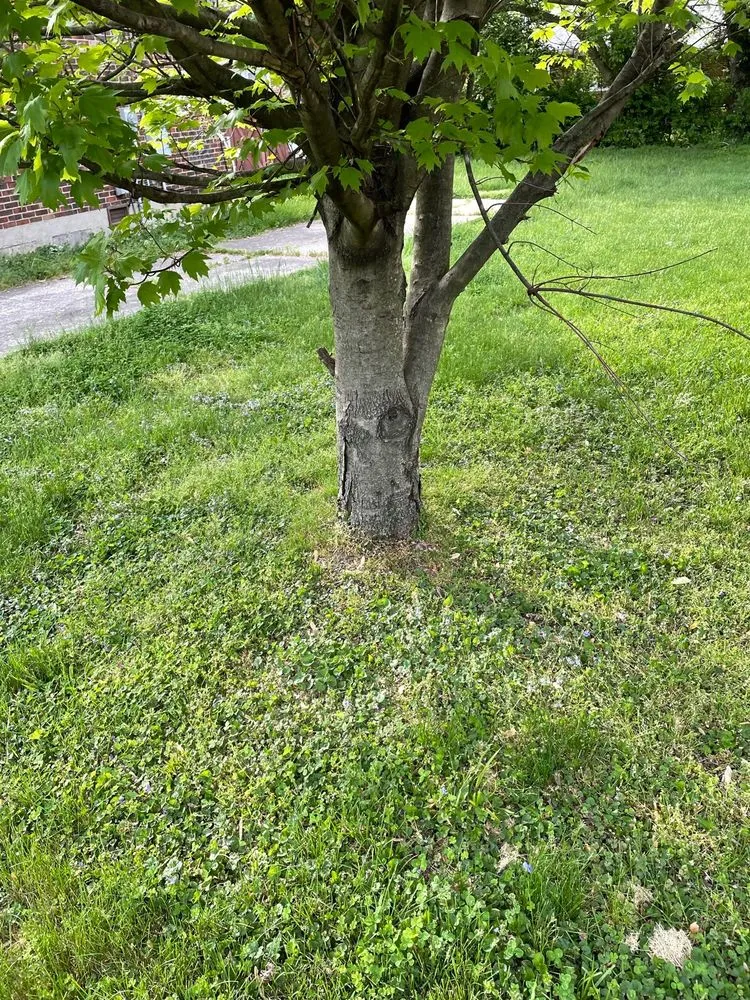 Custom residential landscaping in Louisville, KY by Dunn it all service