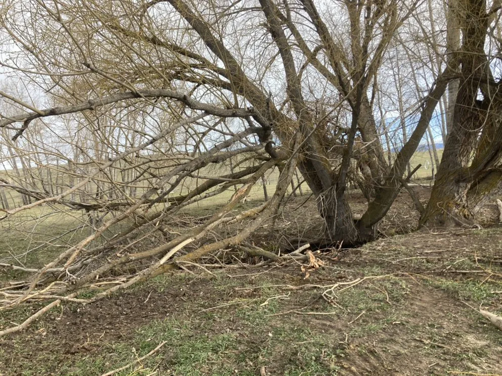 Professional outdoor landscaping in Stevensville, MT by DunnRight Lawn Care