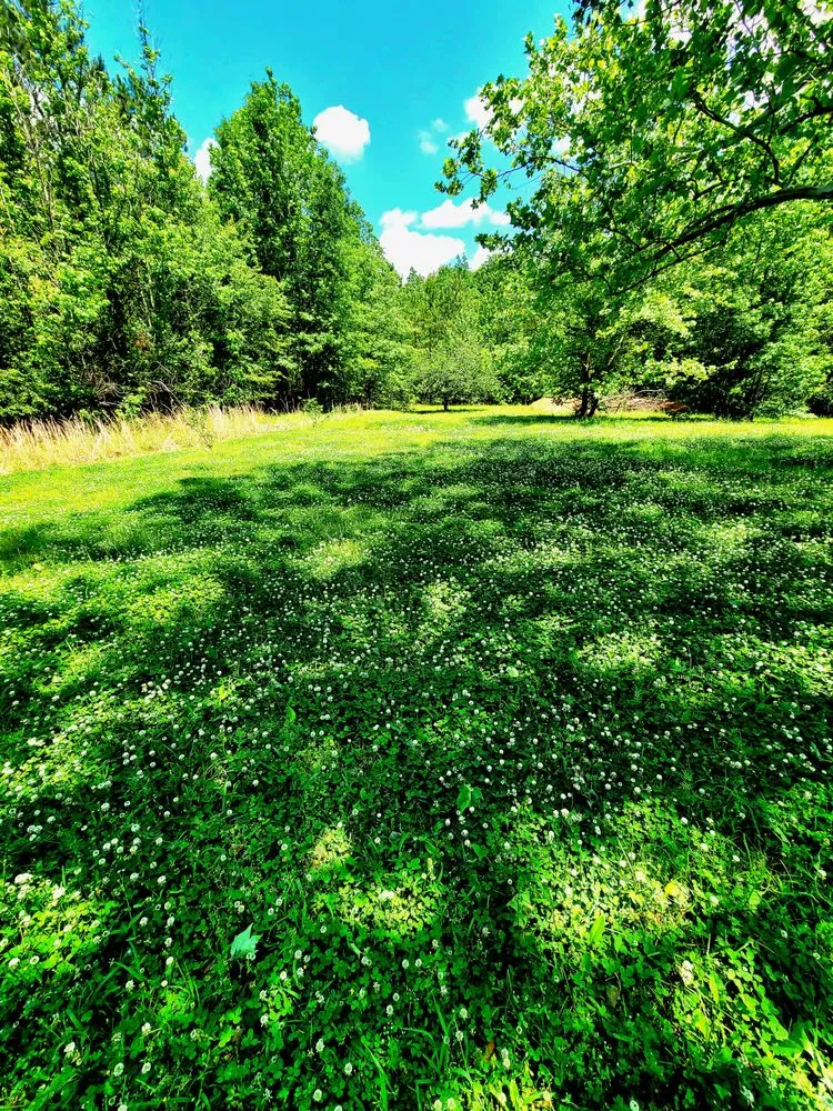Local lawn care service experts serving Amity, AR - Dunn's Lawn Care