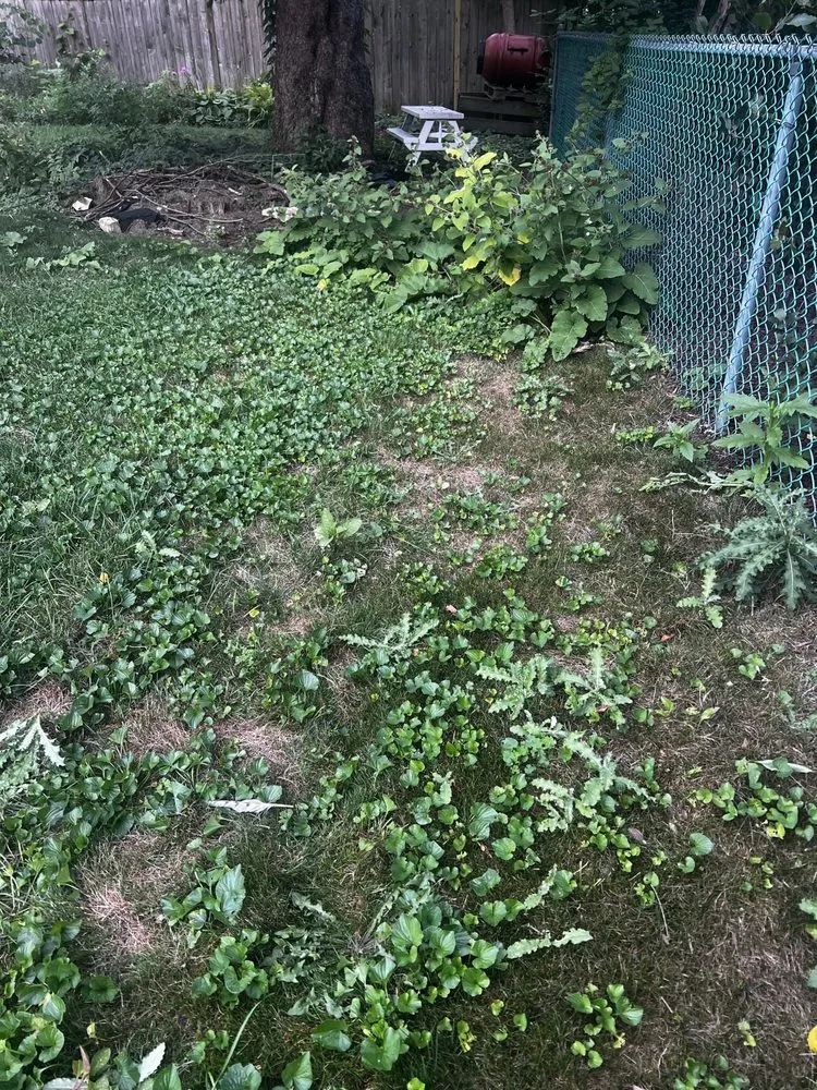 Local yard cleanup service for beautiful yards in Lombard, IL by Dupage Lawn Care