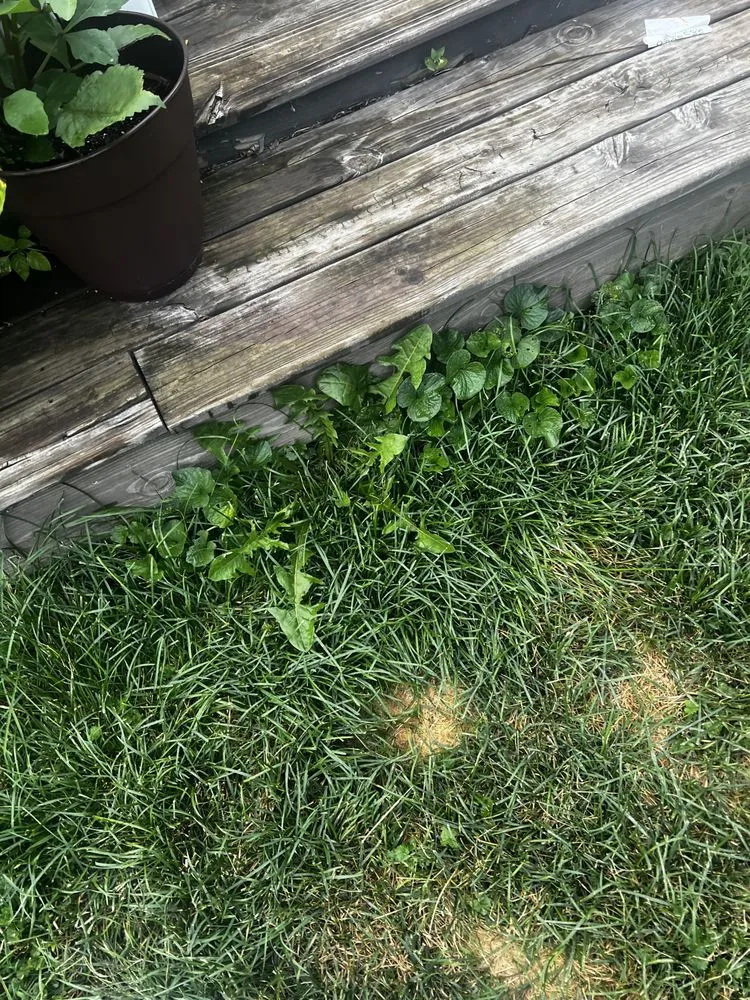 Professional garden landscaping in Lombard, IL - Dupage Lawn Care