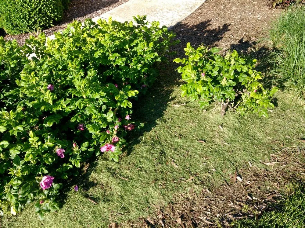 Affordable landscape installation for residential properties in Lombard, IL by Dupage Lawn Care