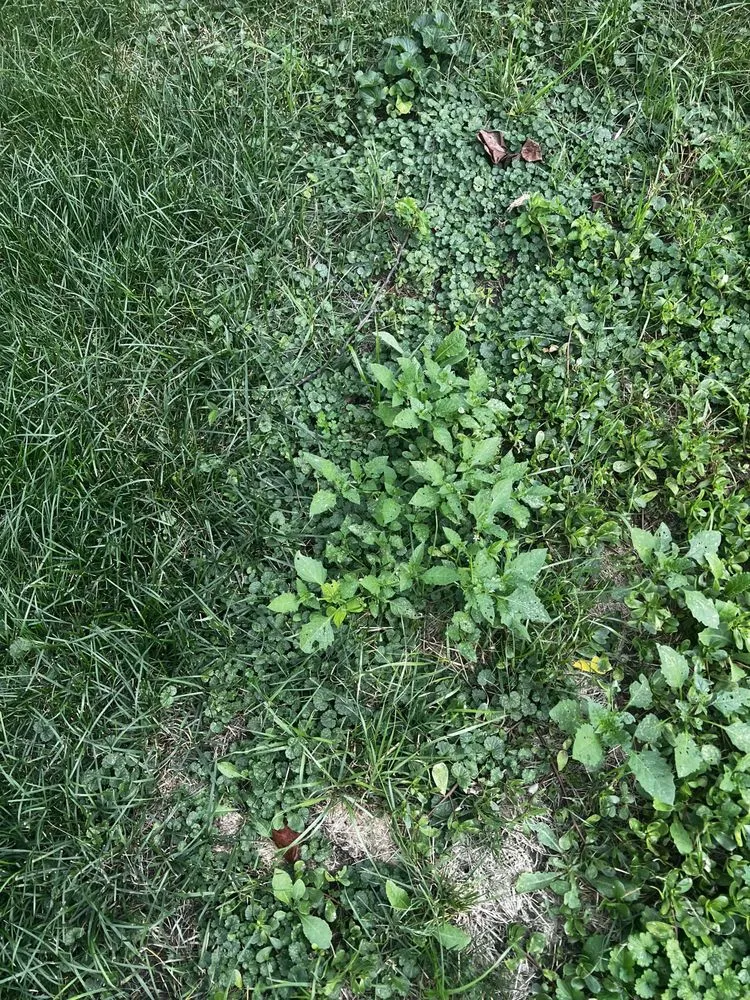 Professional lawn mowing service in Lombard, IL by Dupage Lawn Care