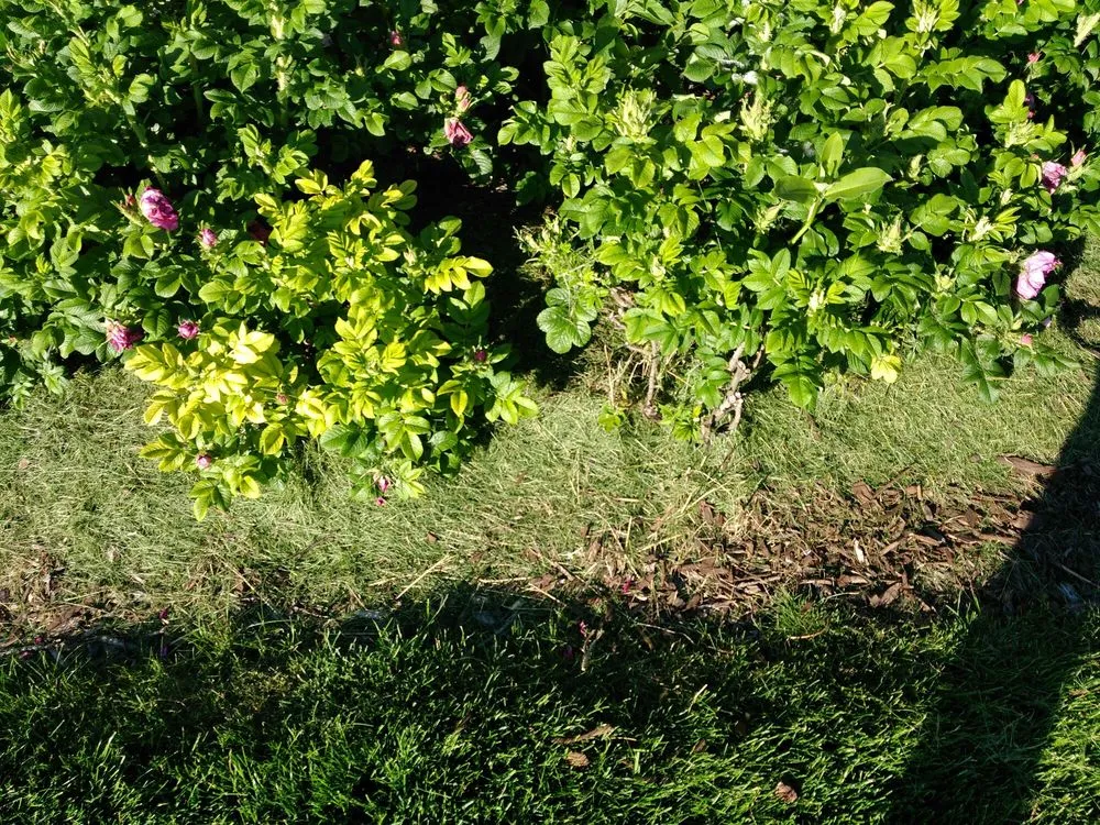 Custom outdoor landscaping with custom design across Lombard, IL - Dupage Lawn Care