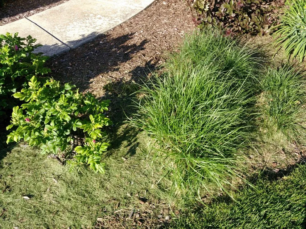 Local lawn care service for homes in Lombard, IL by Dupage Lawn Care