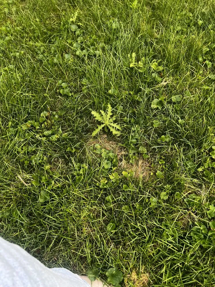 Professional residential landscaping in Lombard, IL - Dupage Lawn Care