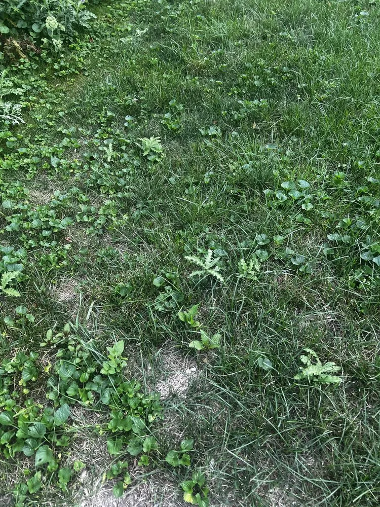 Local yard maintenance experts serving Lombard, IL - Dupage Lawn Care