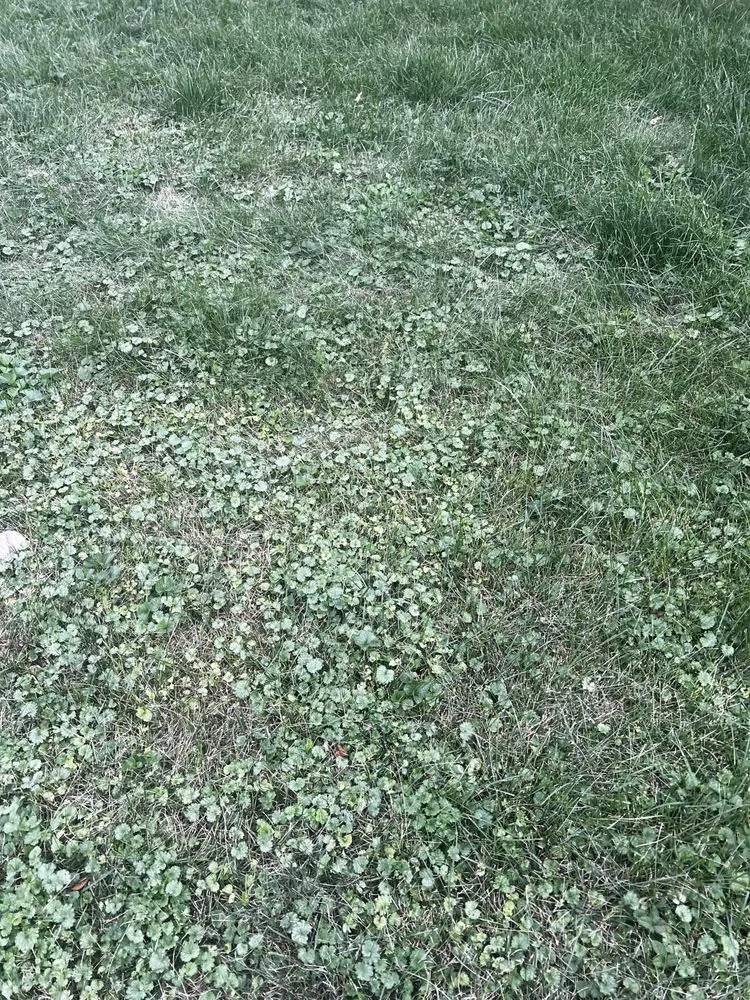 Affordable yard maintenance for homes in Lombard, IL by Dupage Lawn Care