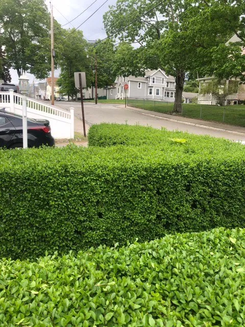 Affordable yard cleanup service in Taunton, MA by Dupree Handyman Services