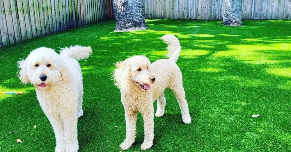 Affordable landscaping services in Sarasota, FL by Durable Lawn