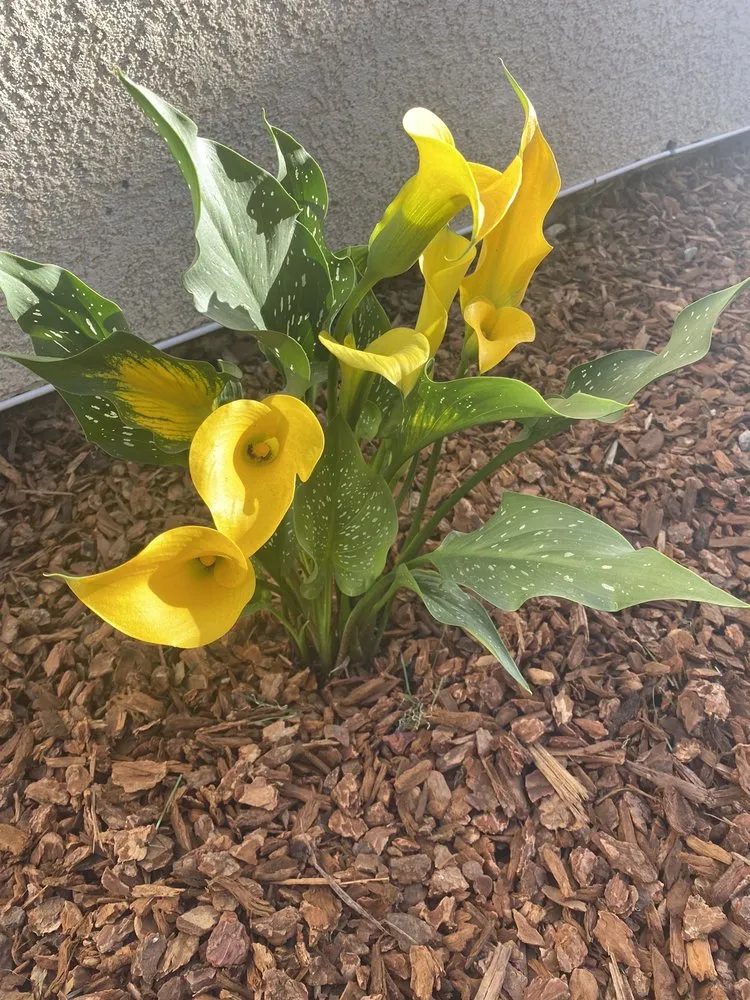 Professional landscaping services in Santa Maria, CA by Duraground Landscapes