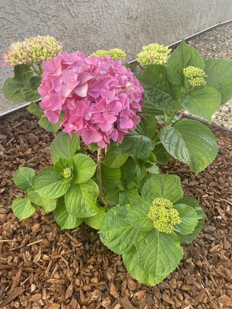 Reliable yard cleanup service for residential properties in Santa Maria, CA by Duraground Landscapes