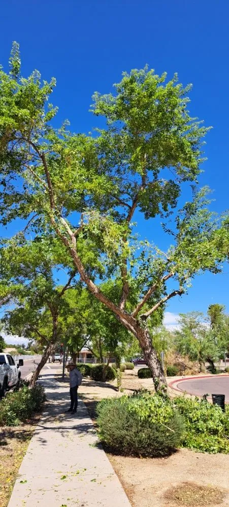 Professional yard cleanup service in Phoenix, AZ by Duran landscape