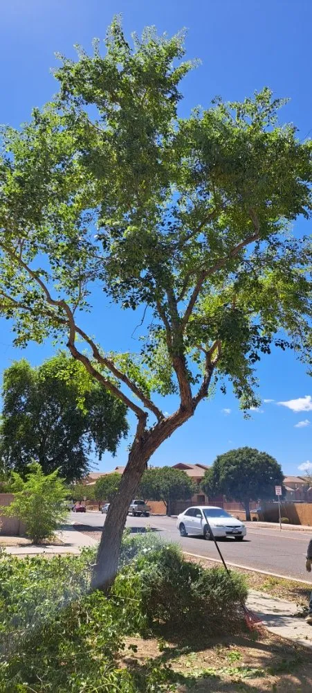 Trusted outdoor landscaping in Phoenix, AZ by Duran landscape