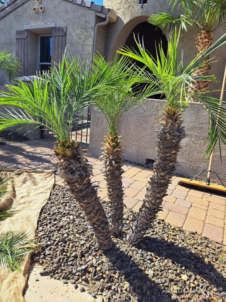 Custom lawn mowing service for year-round maintenance in Phoenix, AZ by Duran landscape