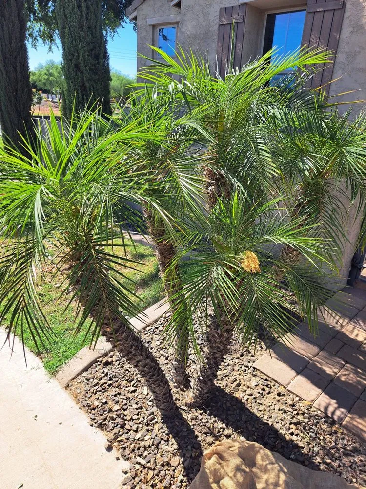 Reliable landscape installation in Phoenix, AZ by Duran landscape