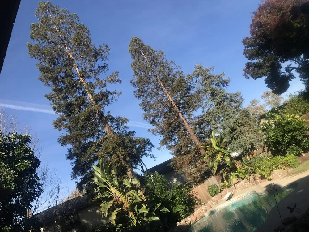 Expert lawn care service with custom design in Lodi, CA by Duran Tree and Yard Service