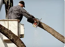 Custom landscape design in Lodi, CA by Duran Tree and Yard Service